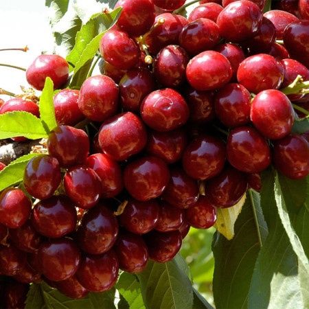 Pomi fructiferi : Cireș soiul George