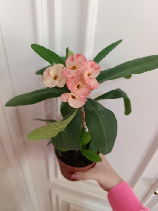 Продаётся Молочай