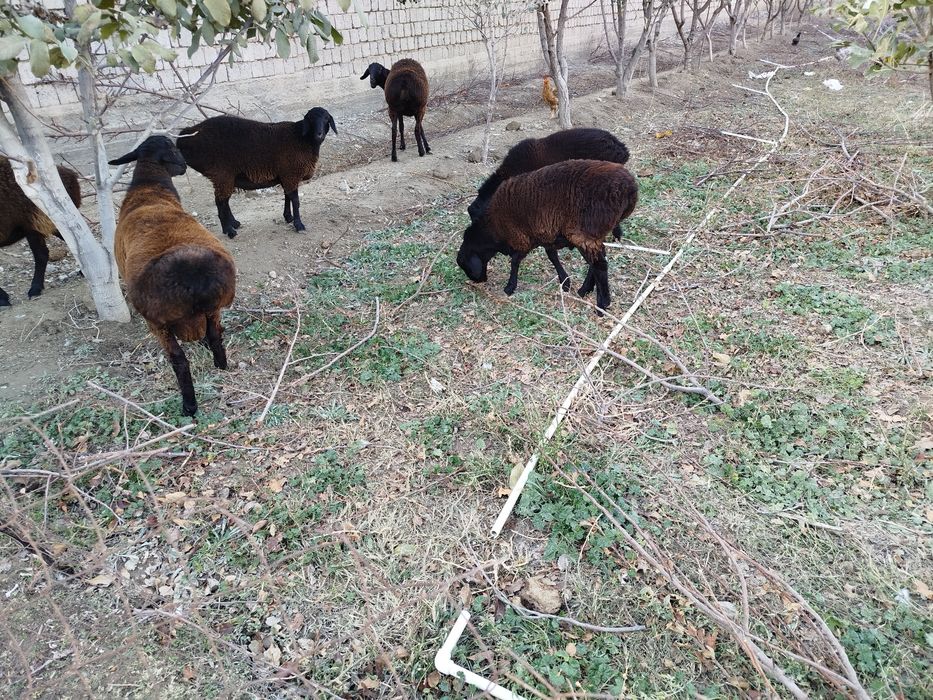 Кучкор Лар сотилади