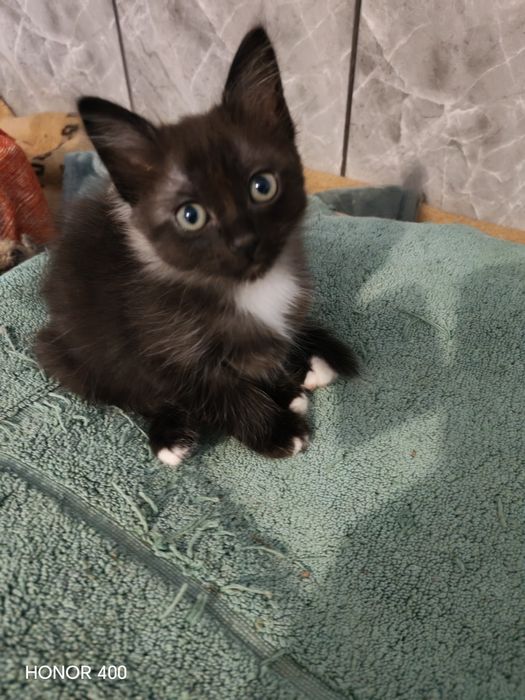 Puiuț pisică Birmaneză