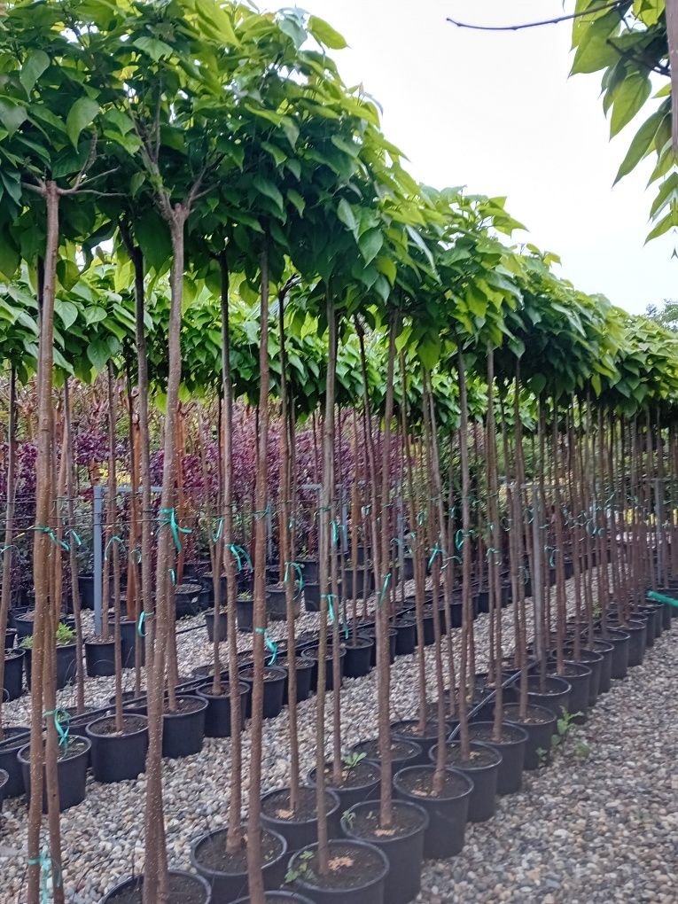 Vând catalpa globulară diferite dimensiuni