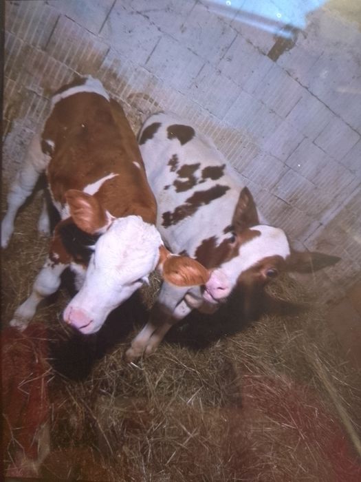 Vand vitei intarcati o femela și un mascul