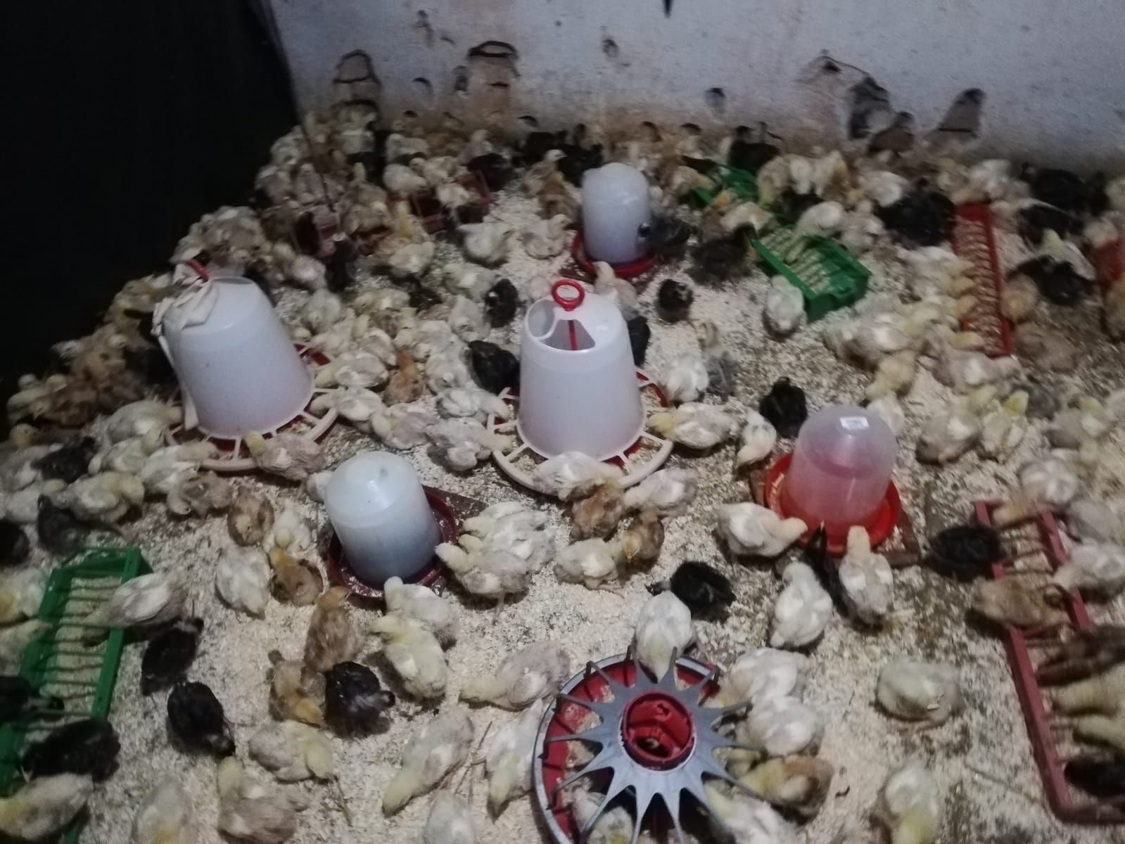 Vând pui albi și colorați