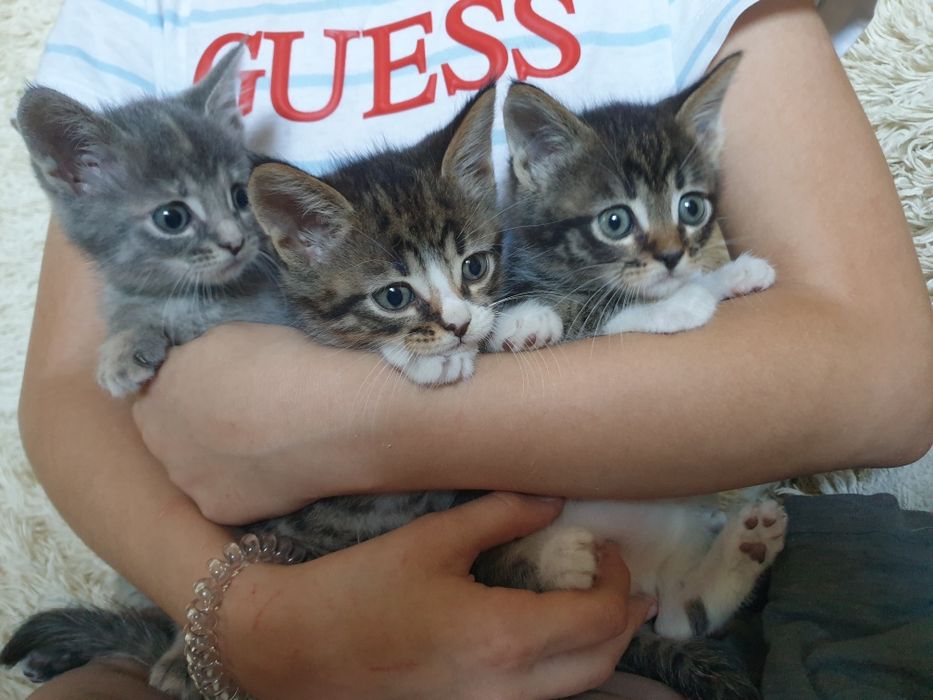 Отдаю котят в добрые руки!
