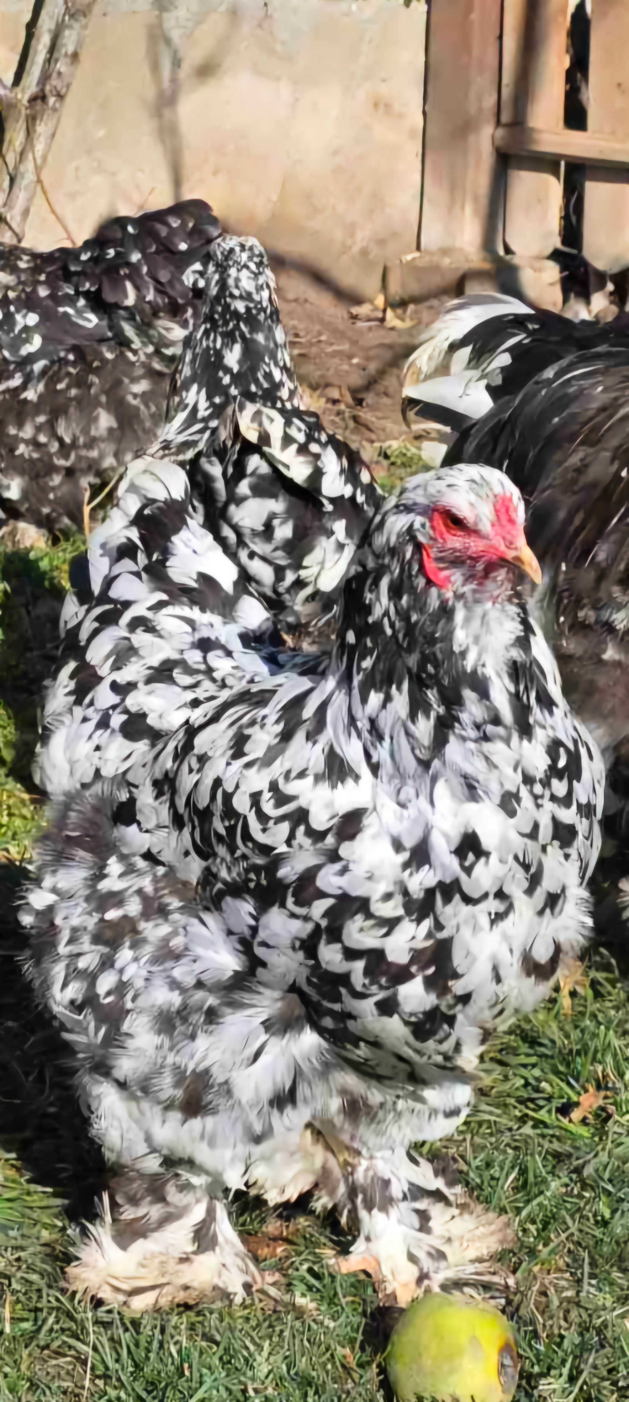 Продавам разплодни яйца от Мозаечна брама/Mottled Brahma
