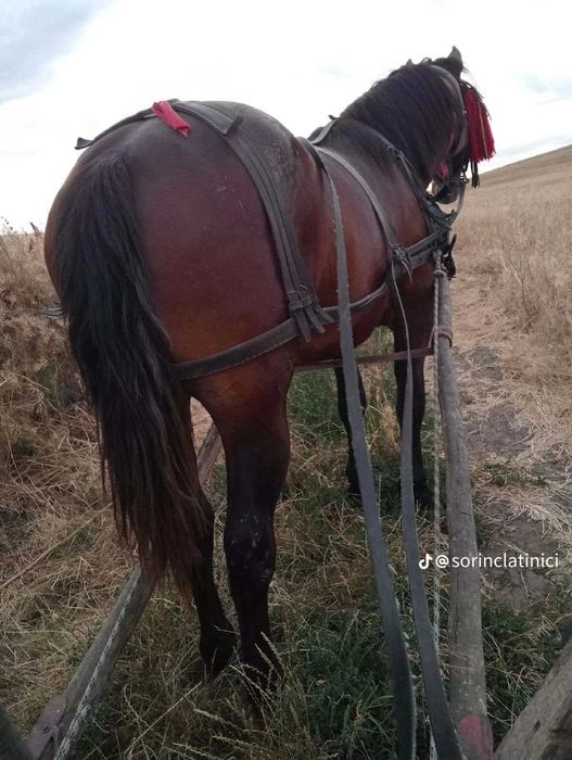 Armăsar  de vanzare