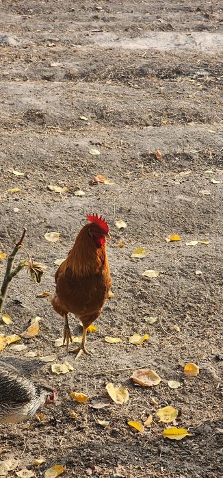 Xoʻroz 2 xil sotiladi