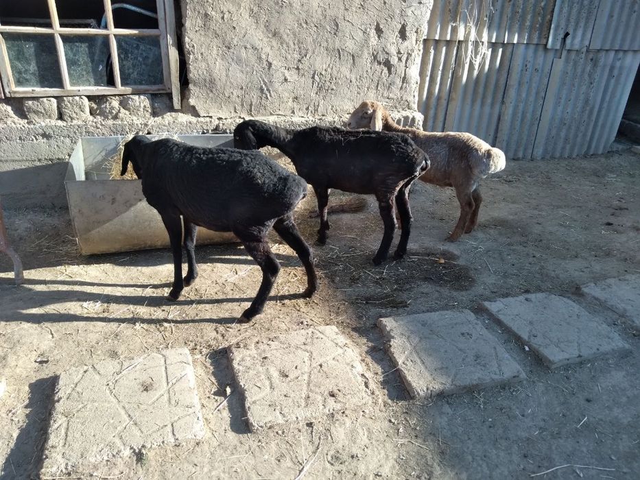 Qõylar sotiladi buğoz