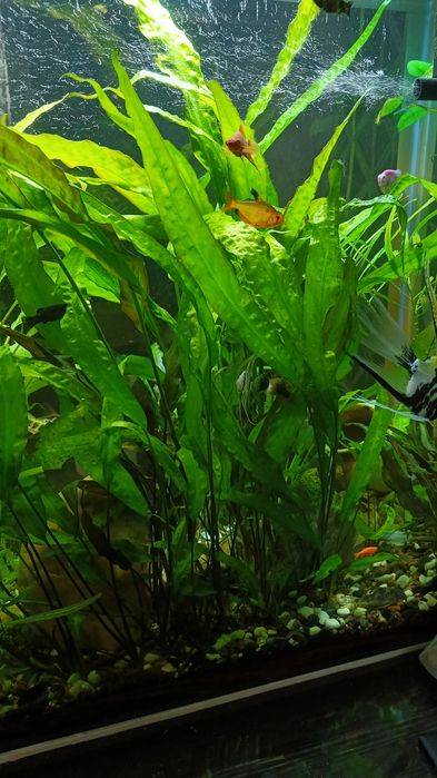 Аквариумные растения Криптокарин зеленый