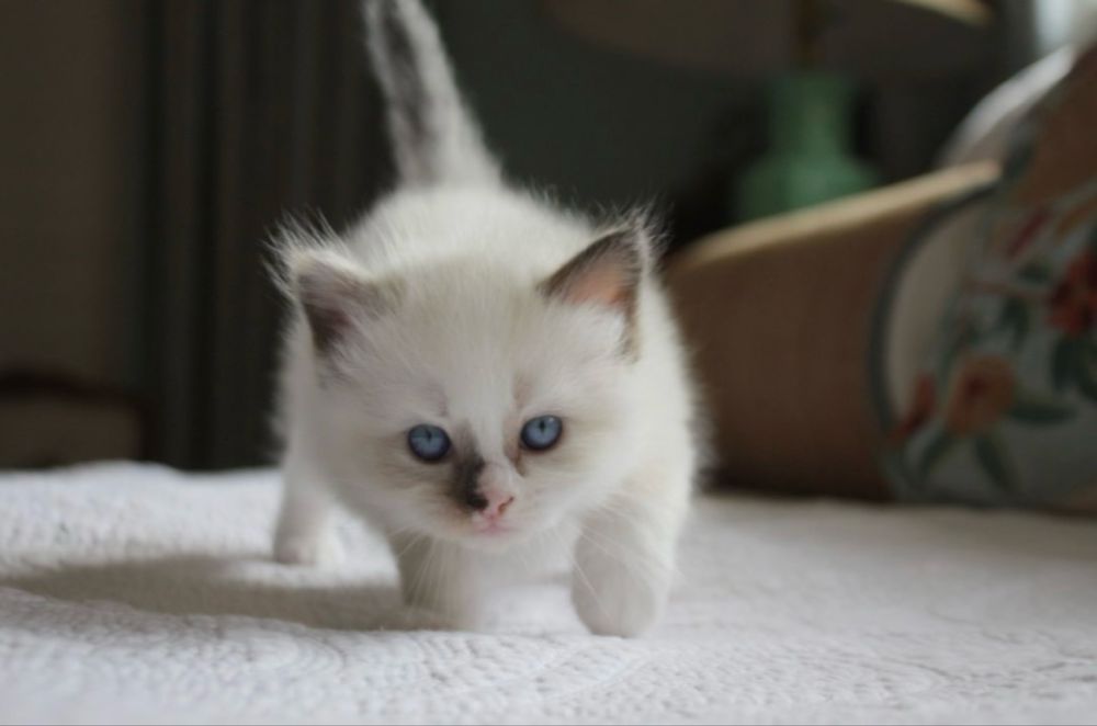 Ragdoll motanel 500 lei