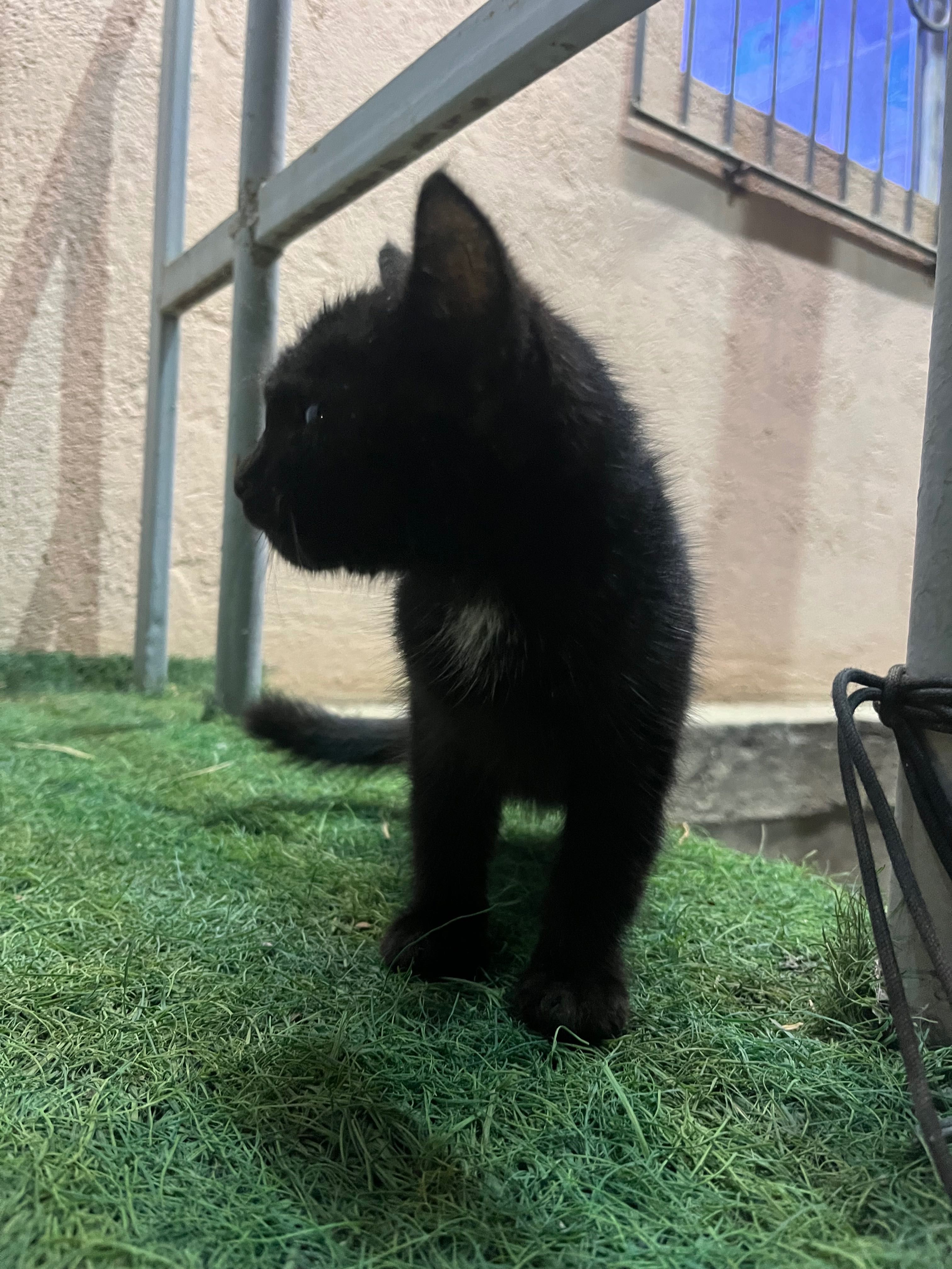Котенок бесплатно