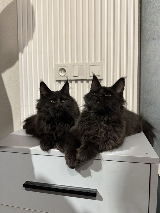 Продаются котята мейнкун