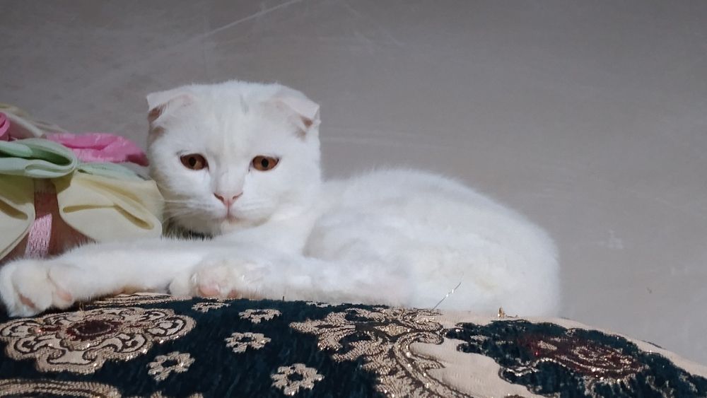 Zotdor mushuk zotga qoʻshish