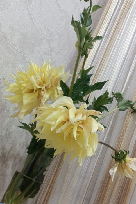 Продам клубни цветов