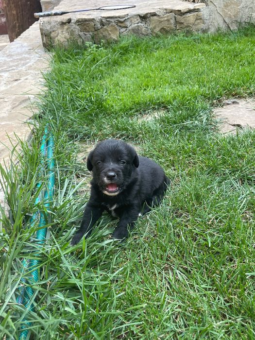 Dau spre adopție căței