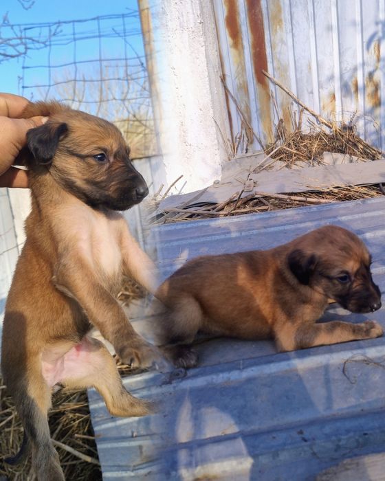 Тазы күшіктер сатылады