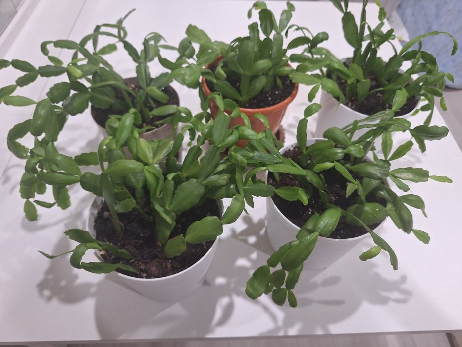 Цветок Декабрист