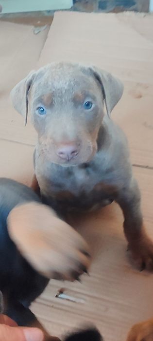 Продавам  цветни  родословни добермани