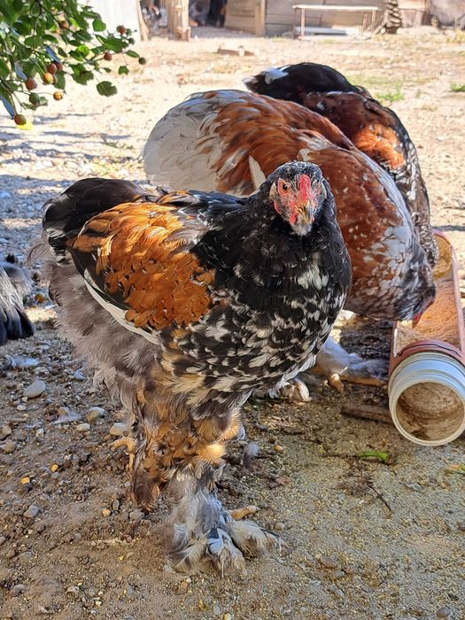 Cocoși brahma disponibili