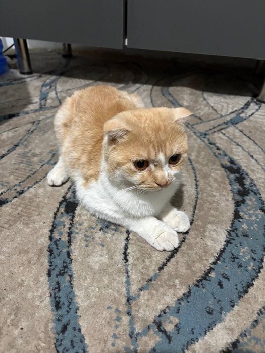 Отдам даром Ishonchli qollarga