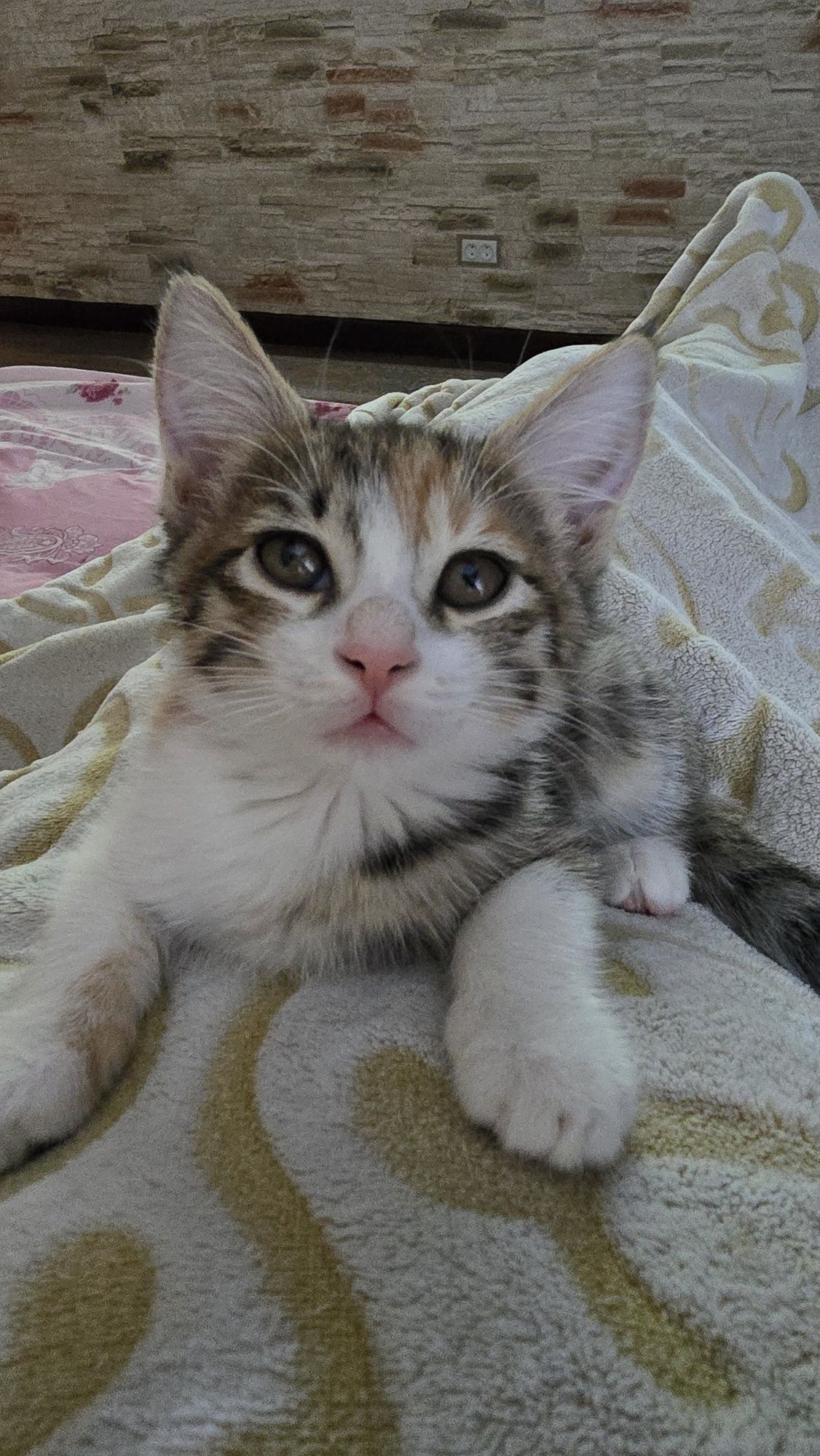 Отдам котёнка в добрые руки!