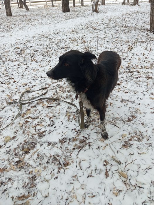 Собачка ищет новый дом