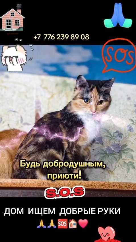 Коты и кошки ищут дом! Срочно!