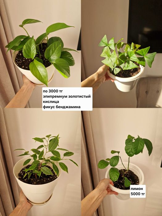 Комнатные растения/черенки/цветы от 100 тг