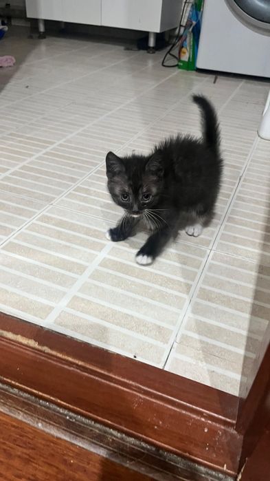 Котята даром ждут свою семью