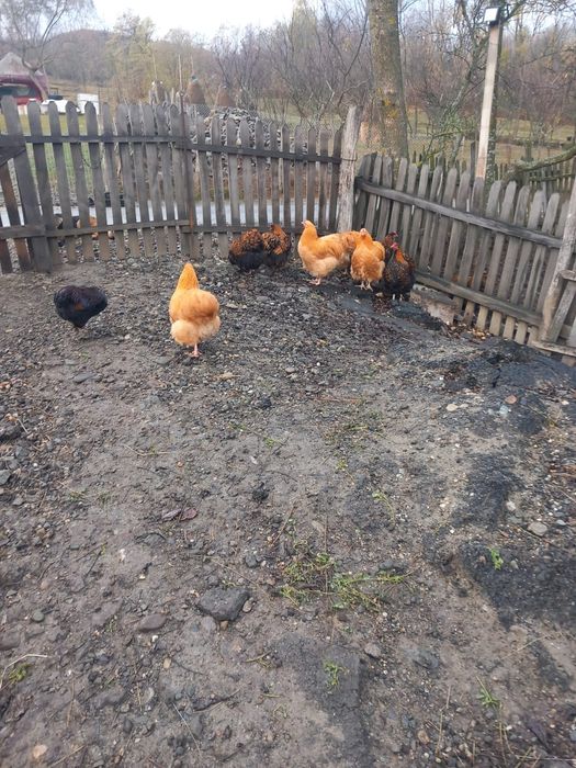 Cocoși și gaini orpinton de vânzare