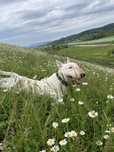 Bull Terrier rasa mijlocie