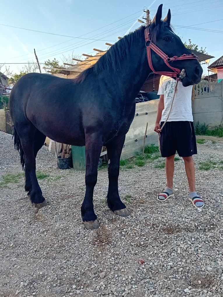 Vand iapa si o mânza