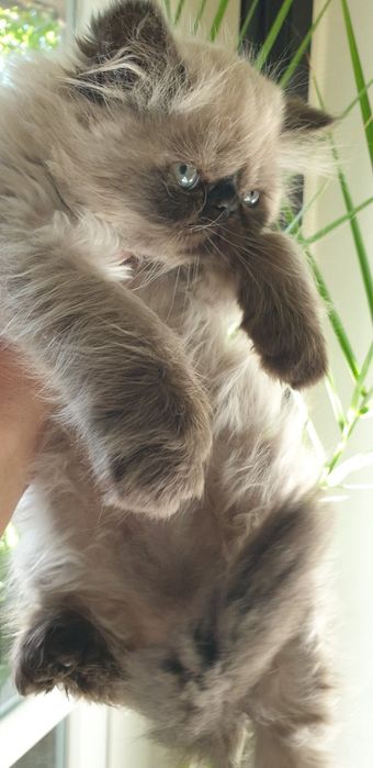 Персийски котенца