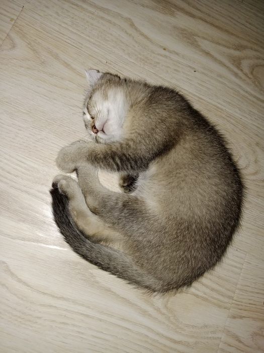 Скоттиш Фолд мальчик золотой Шиншила