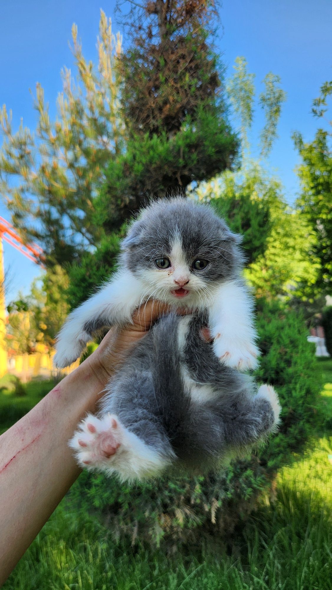 Scottish fold bicolor