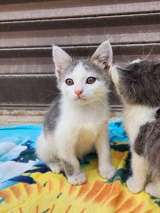 Kotyata v dobrie ruki