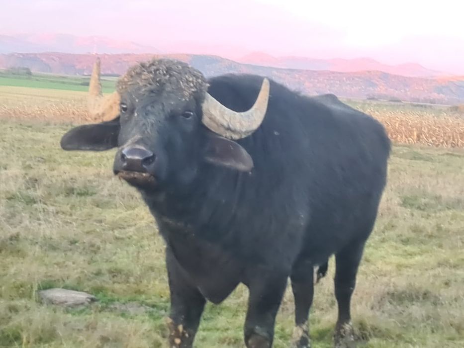 Taur de bivol de vanzare