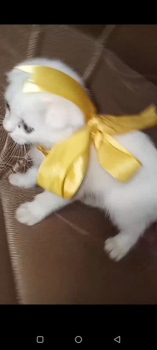 Scottish fold sotiladi 2 yarim oylik qiz bola