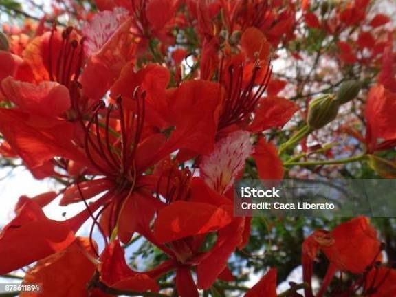 Copacul Flacara cu Flori de foc