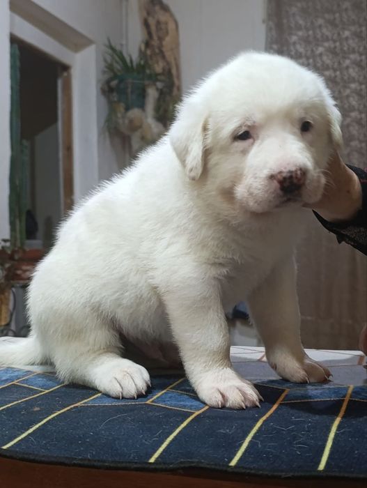 Продаются щенки азиатского Алабая