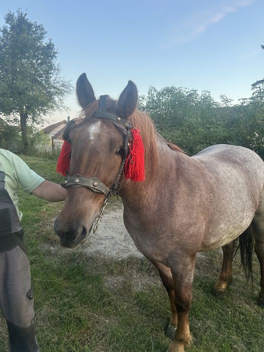 Vand iapa de 2 ani jumate invățată la ham