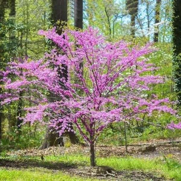 Cercis Oklahoma ..