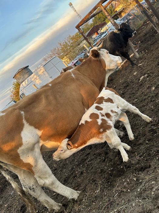 Vaca baltata romaneasca cu vitel