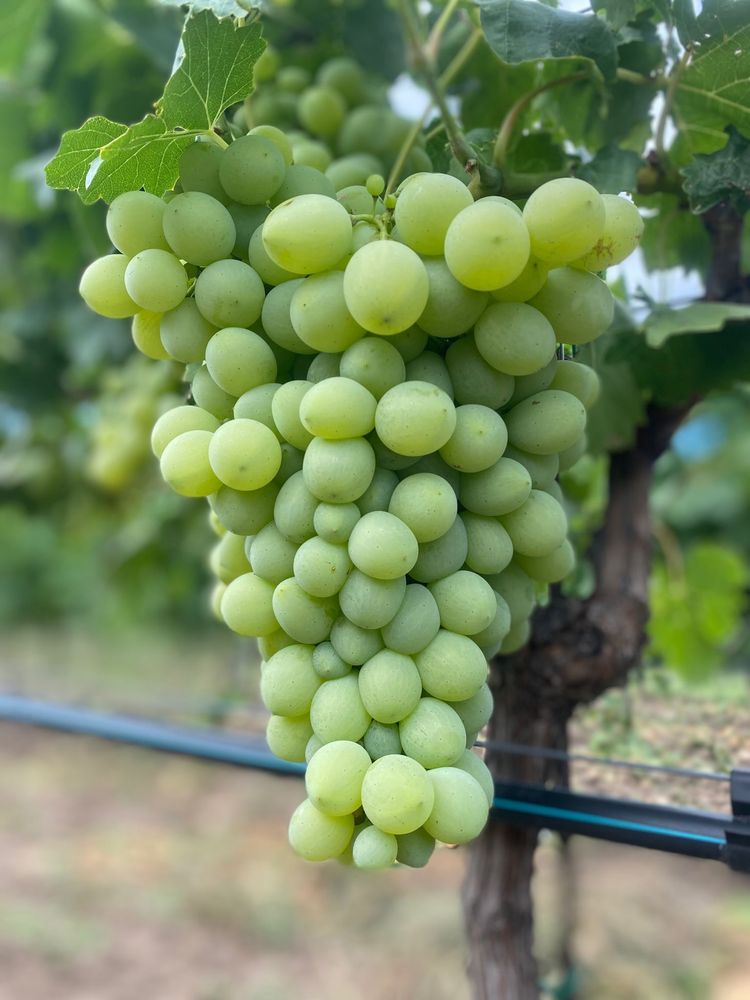 Struguri de masa si de vin