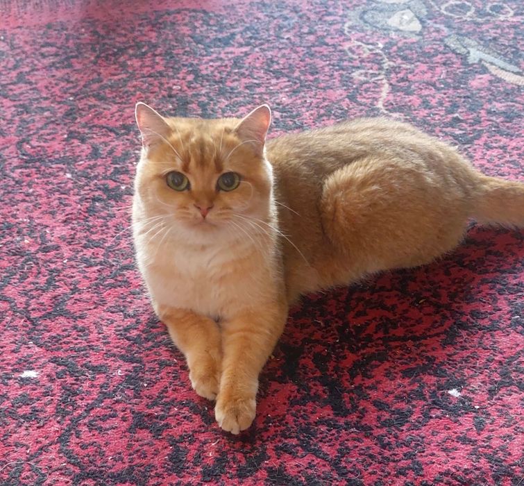 Британская Золотая Шиншилка