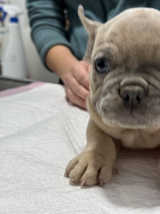 Bulldog Francez Lilac Fawn , ochi albastri, 2 luni