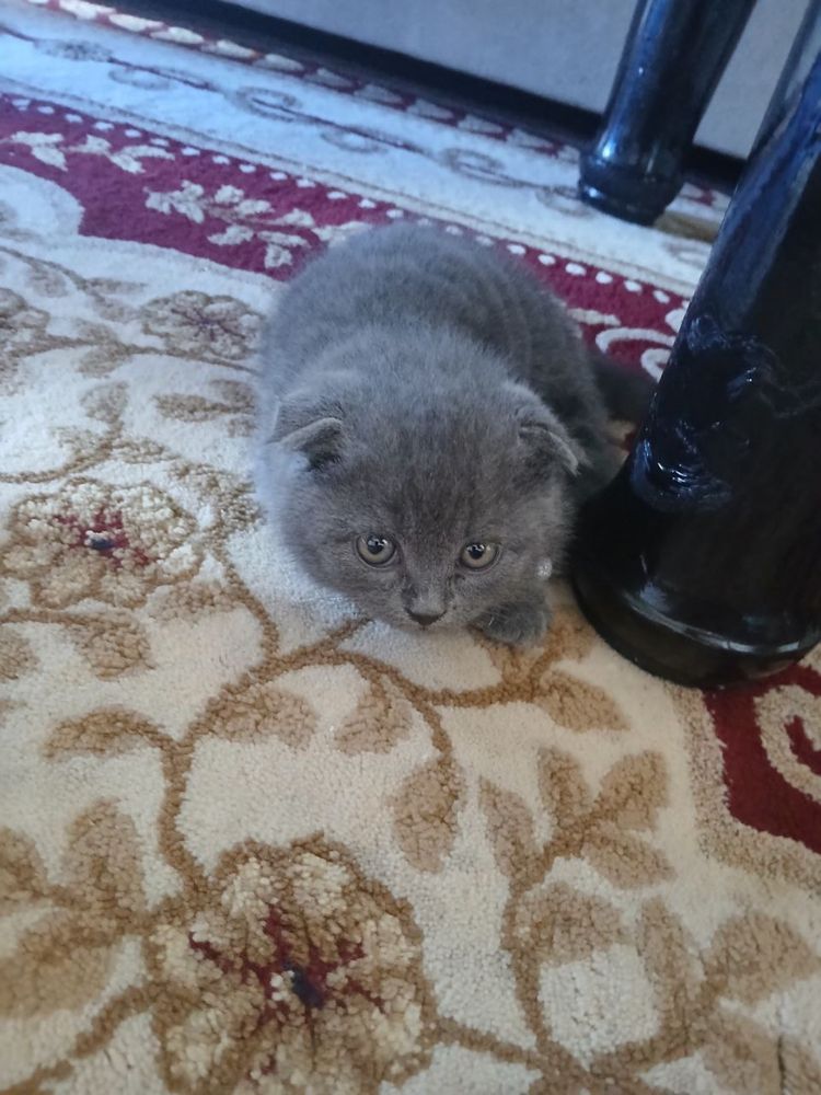 Кошка Британский вислоухий