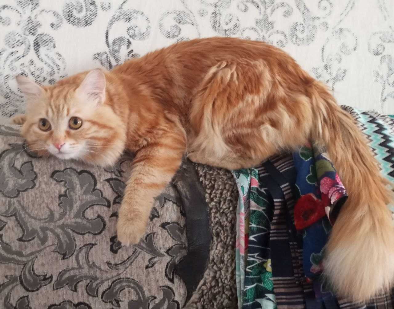 Рыжий пушистик! Ласковый и здоровый котик, 1.5 годика, лоток знает