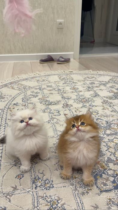 На продаже чистакровный британский золатый шиншиллы