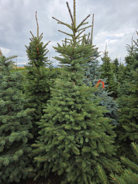 Brazi arginti si verzi